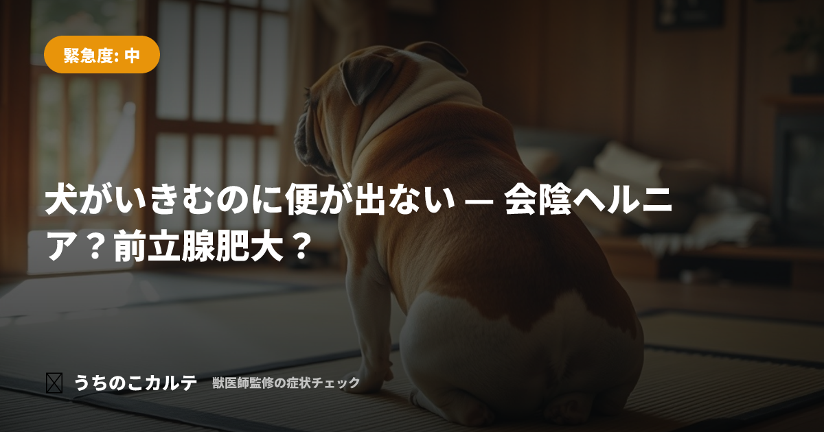 犬がいきむのに便が出ない — 会陰ヘルニア?前立腺肥大?