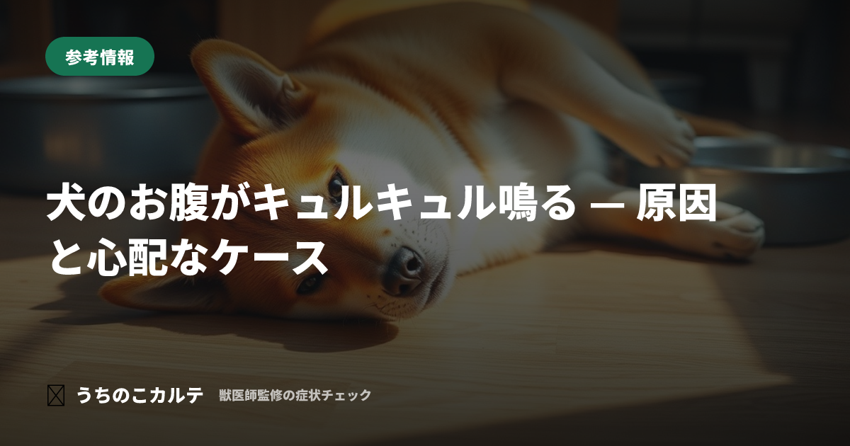 犬のお腹がキュルキュル鳴る — 原因と心配なケース