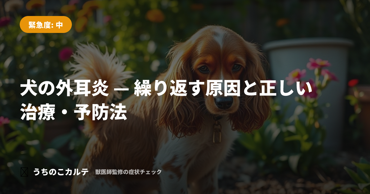 犬の外耳炎 — 繰り返す原因と正しい治療・予防法