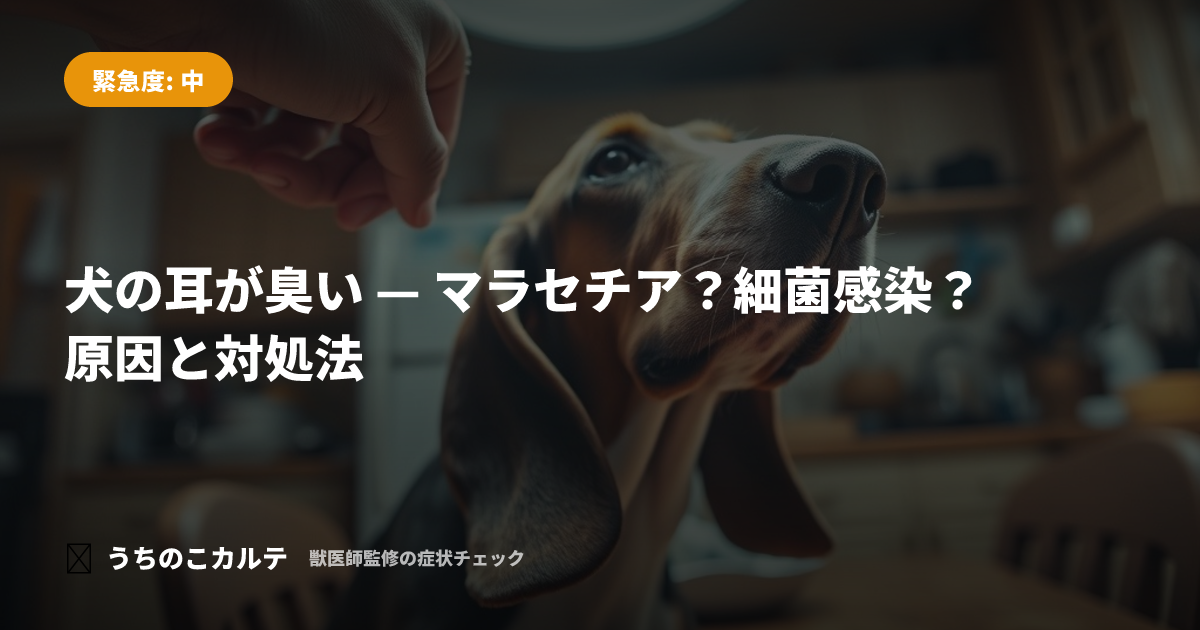犬の耳が臭い — マラセチア？細菌感染？原因と対処法