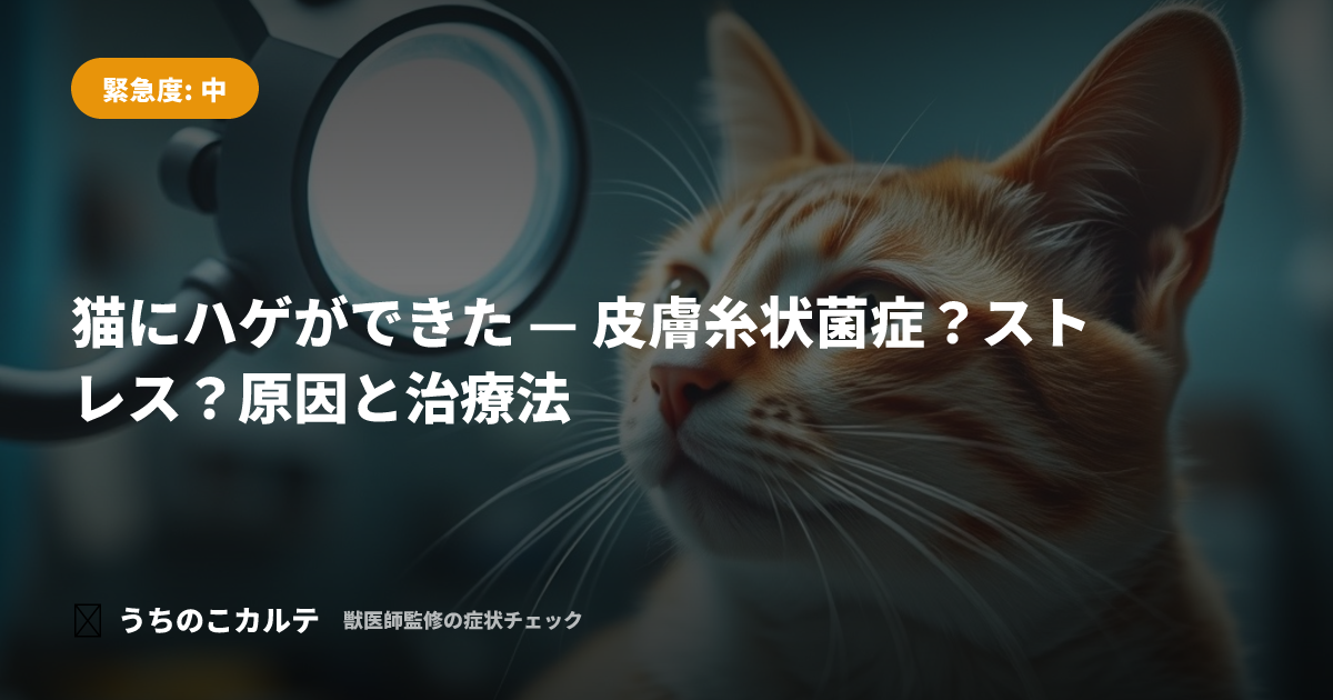 猫にハゲができた — 皮膚糸状菌症？ストレス？原因と治療法