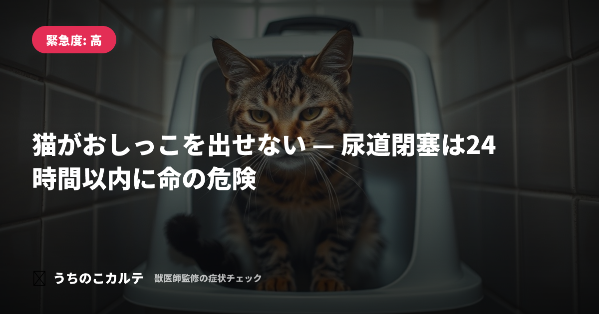 猫がおしっこを出せない — 尿道閉塞は24時間以内に命の危険