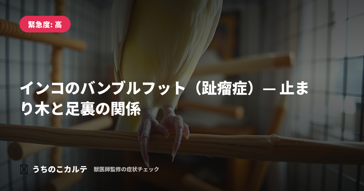 インコのバンブルフット（趾瘤症）— 止まり木と足裏の関係