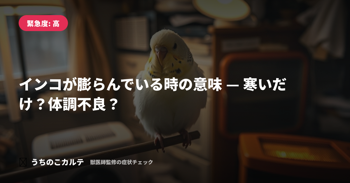 インコが膨らんでいる時の意味 — 寒いだけ？体調不良？
