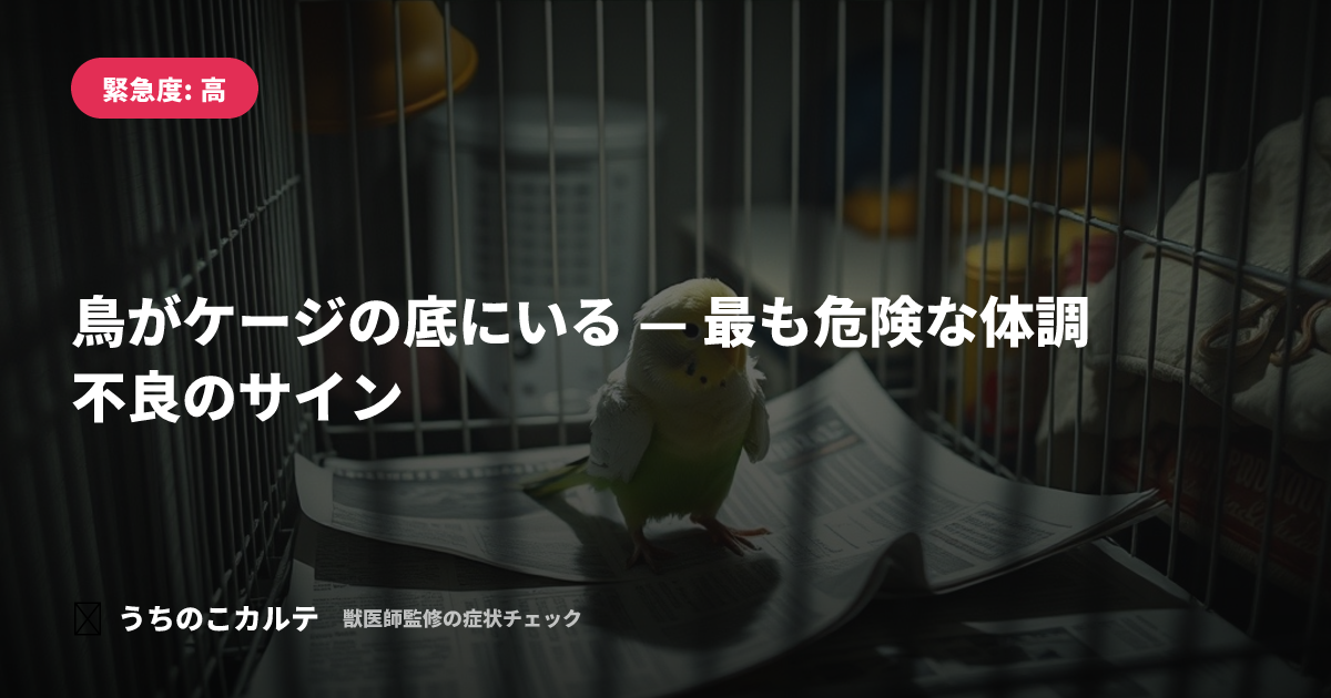 鳥がケージの底にいる — 最も危険な体調不良のサイン